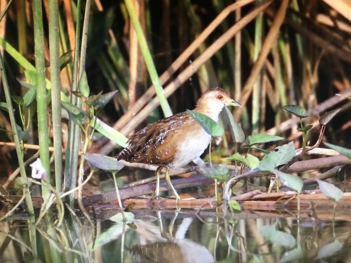 Uroilanda txikia - ML190601071