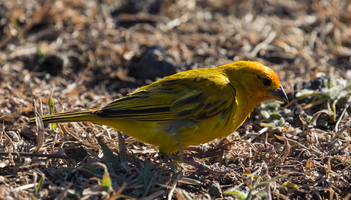 Saffron Finch - Leslie Weichsel