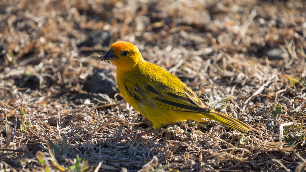 Saffron Finch - ML190601281