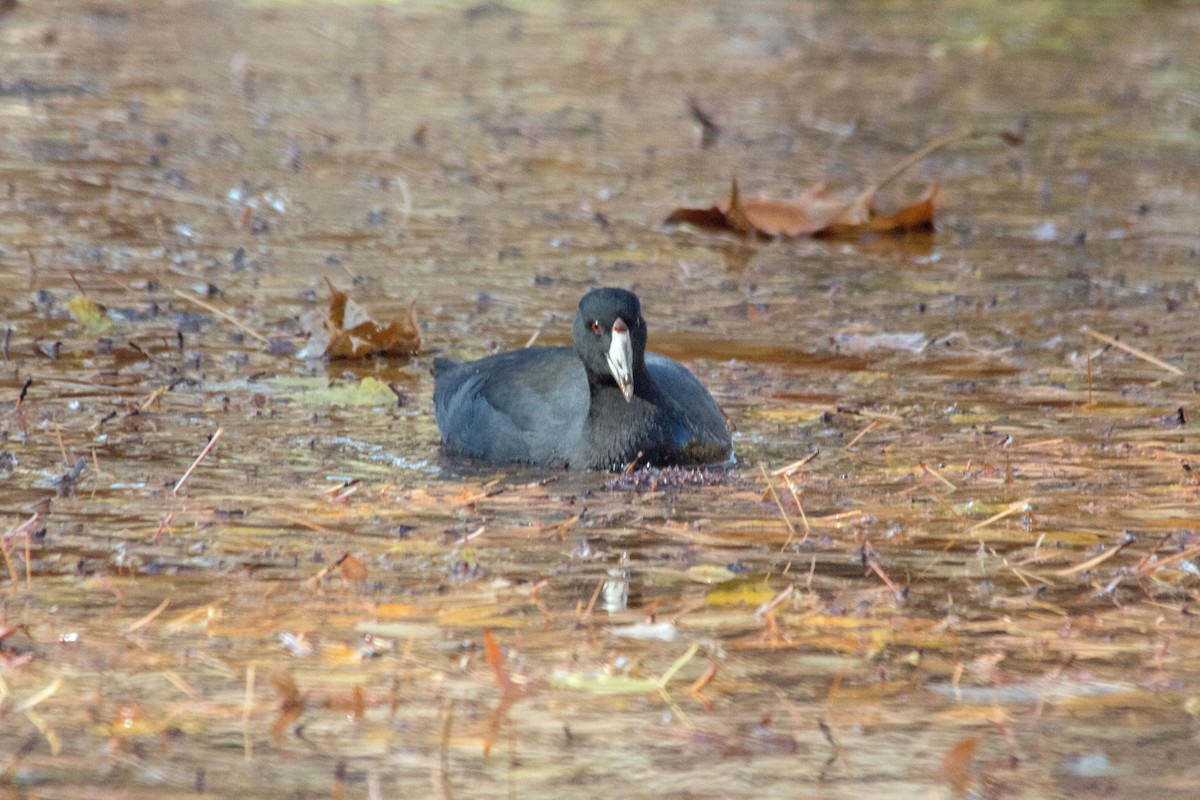 American Coot - ML190601941