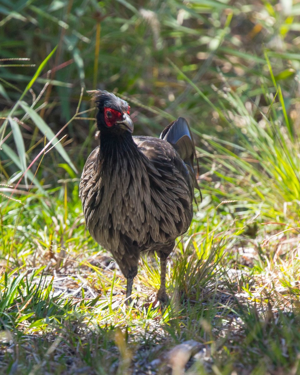 Kalij Pheasant - ML190602081