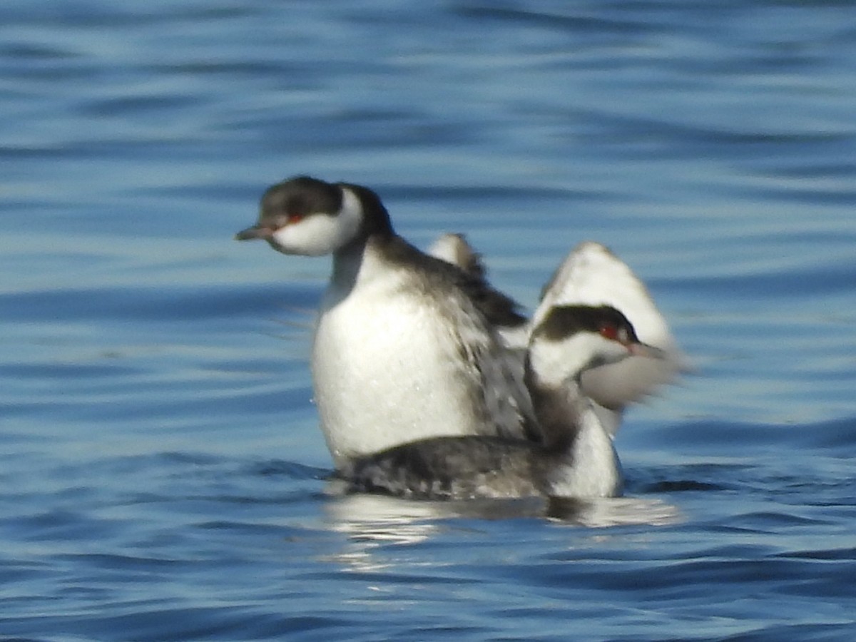 Horned Grebe - ML190602391