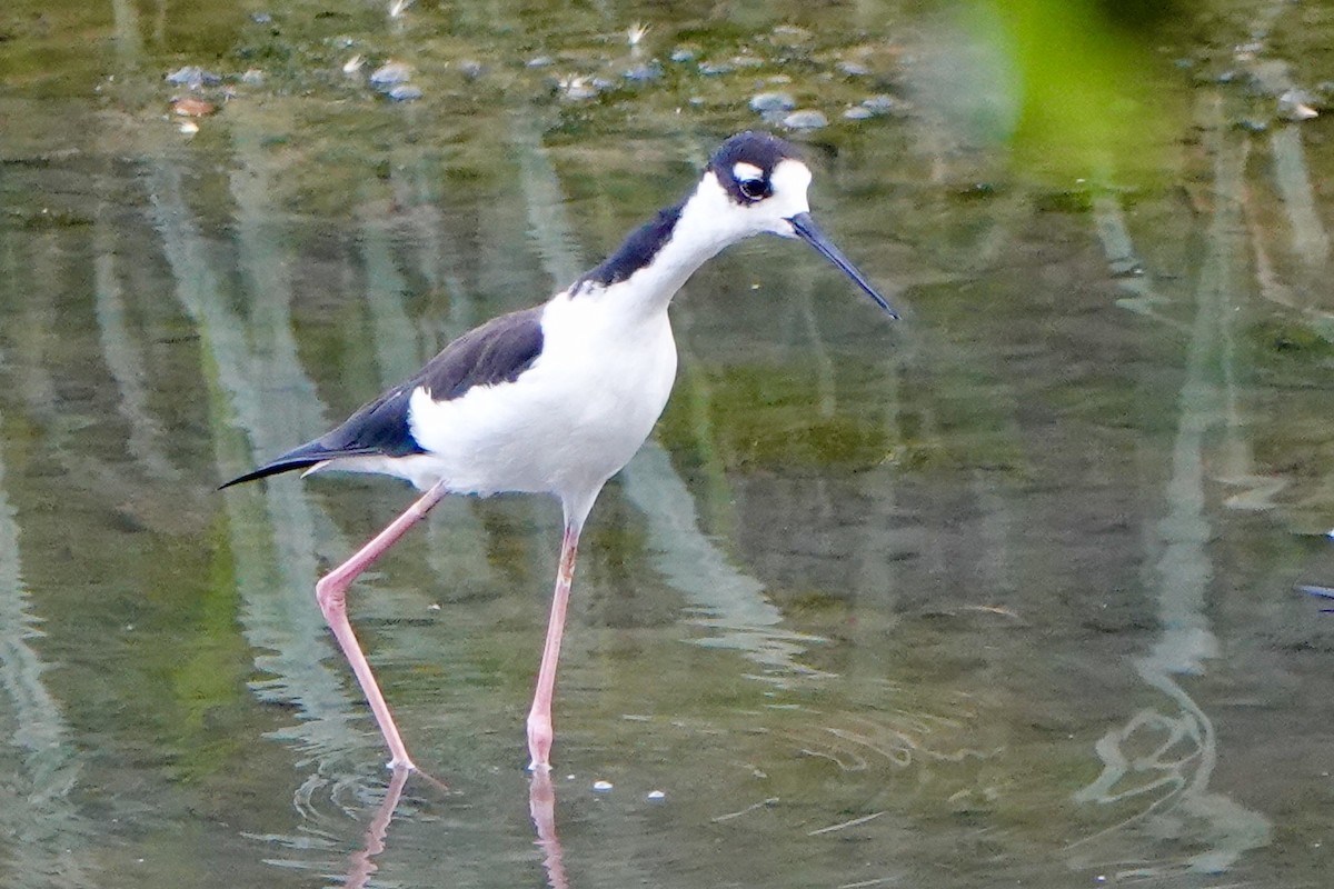 Black-necked Stilt - ML190602781