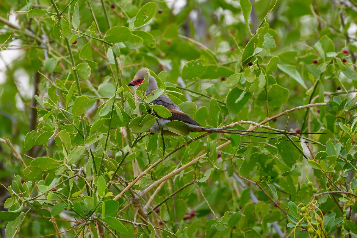 Rotzügel-Mausvogel - ML190603271