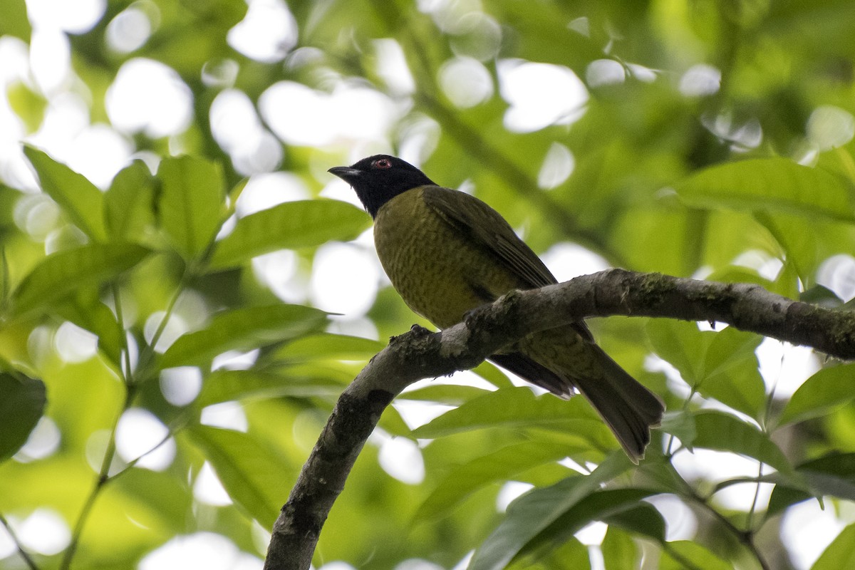 Black-headed Berryeater - Luiz Carlos Ramassotti