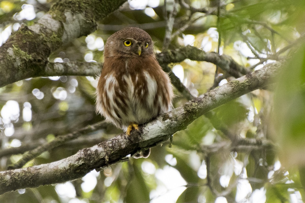 Least Pygmy-Owl - ML190604681
