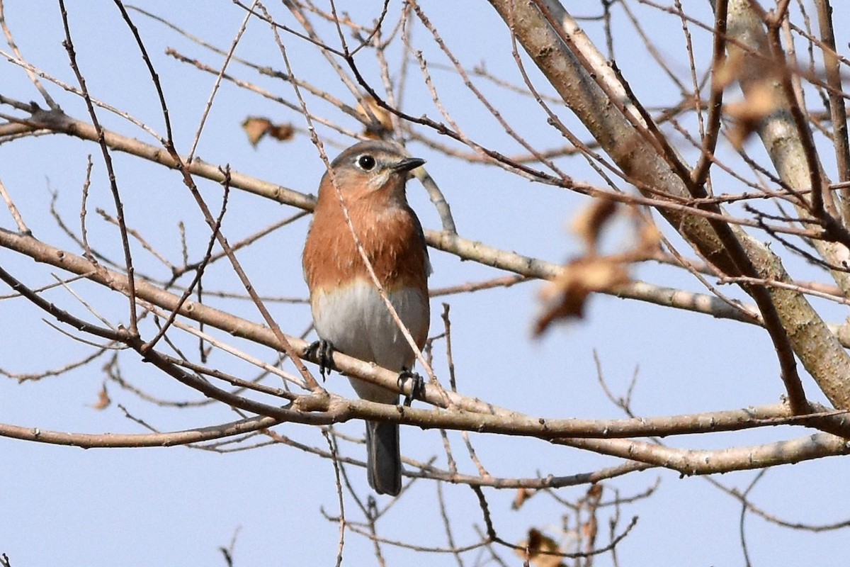 Eastern Bluebird - Robert Dobbs