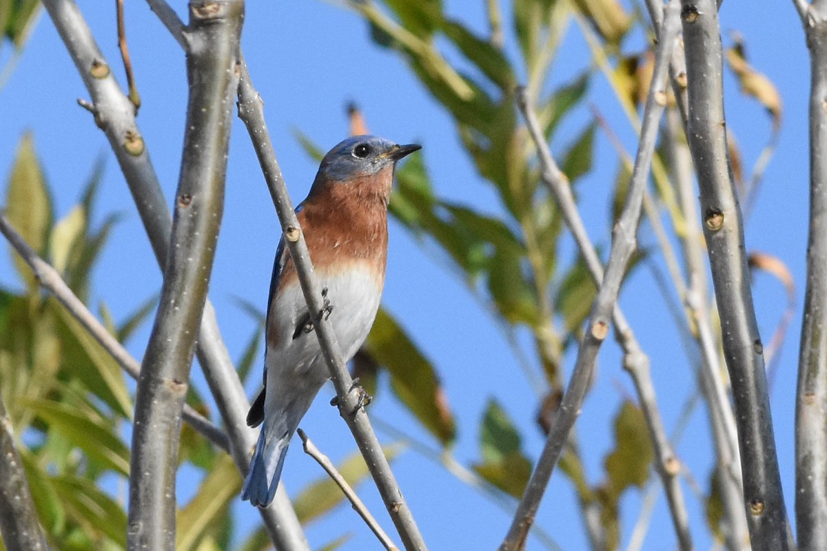 Eastern Bluebird - Robert Dobbs