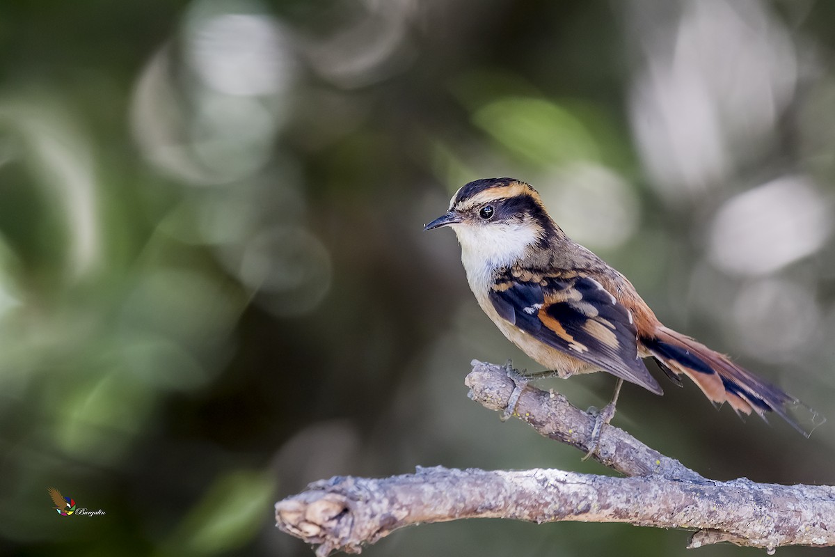 Thorn-tailed Rayadito - ML190605611