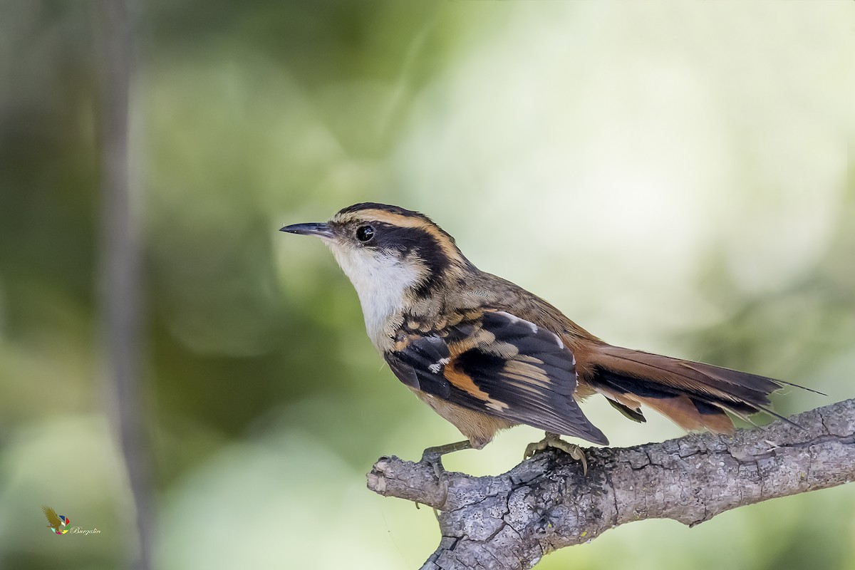 Thorn-tailed Rayadito - ML190605631