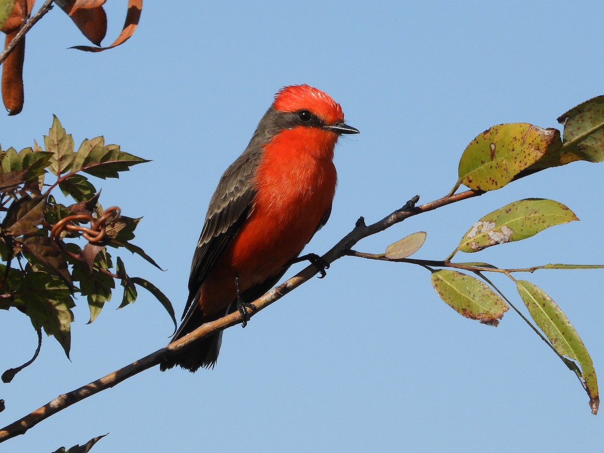 Vermilion Flycatcher - Shane Carroll