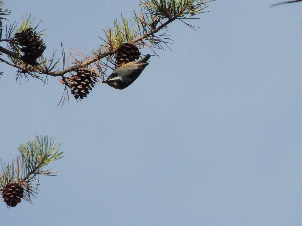 Red-breasted Nuthatch - ML190610881