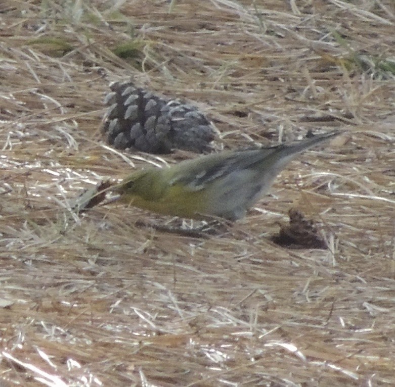 Pine Warbler - ML190611031