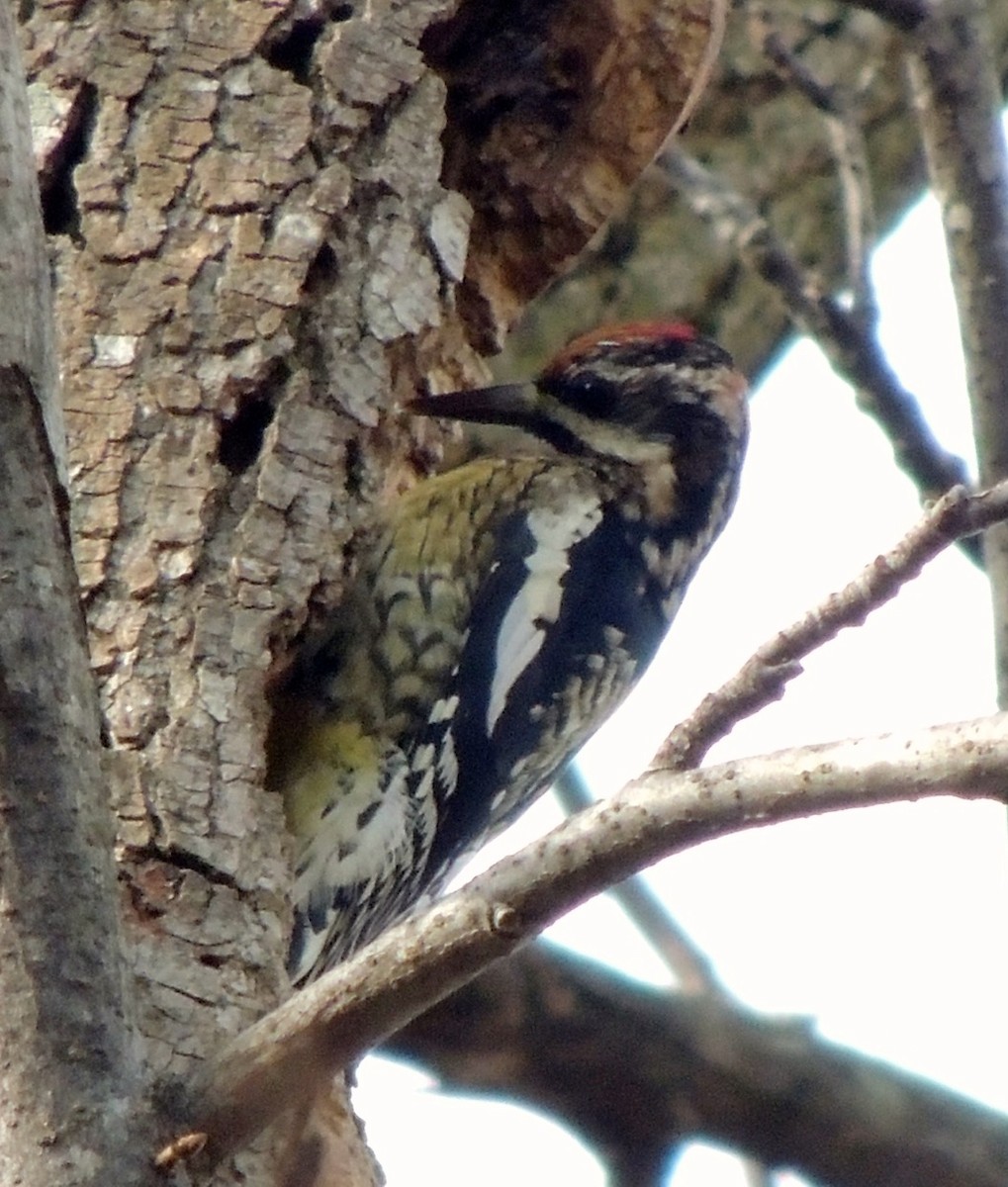 Yellow-bellied Sapsucker - ML190611371