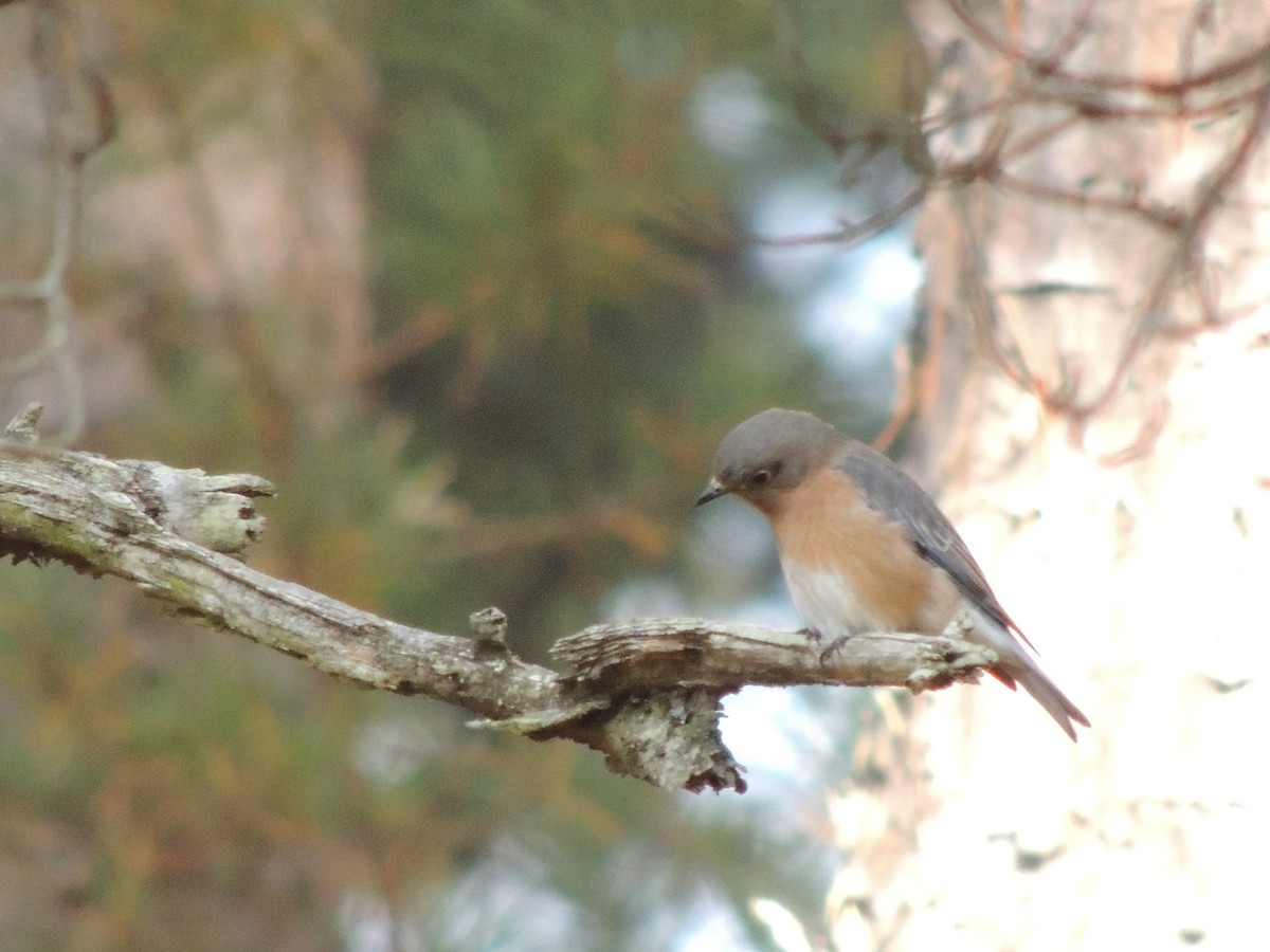 Eastern Bluebird - ML190611751