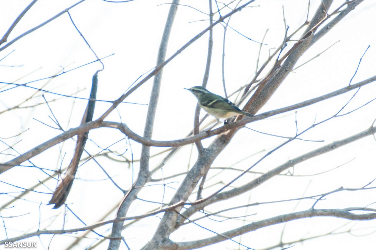 Yellow-browed Warbler - ML190612811