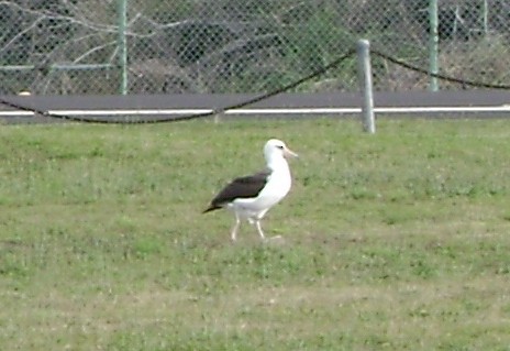 albatros laysanský - ML190613391
