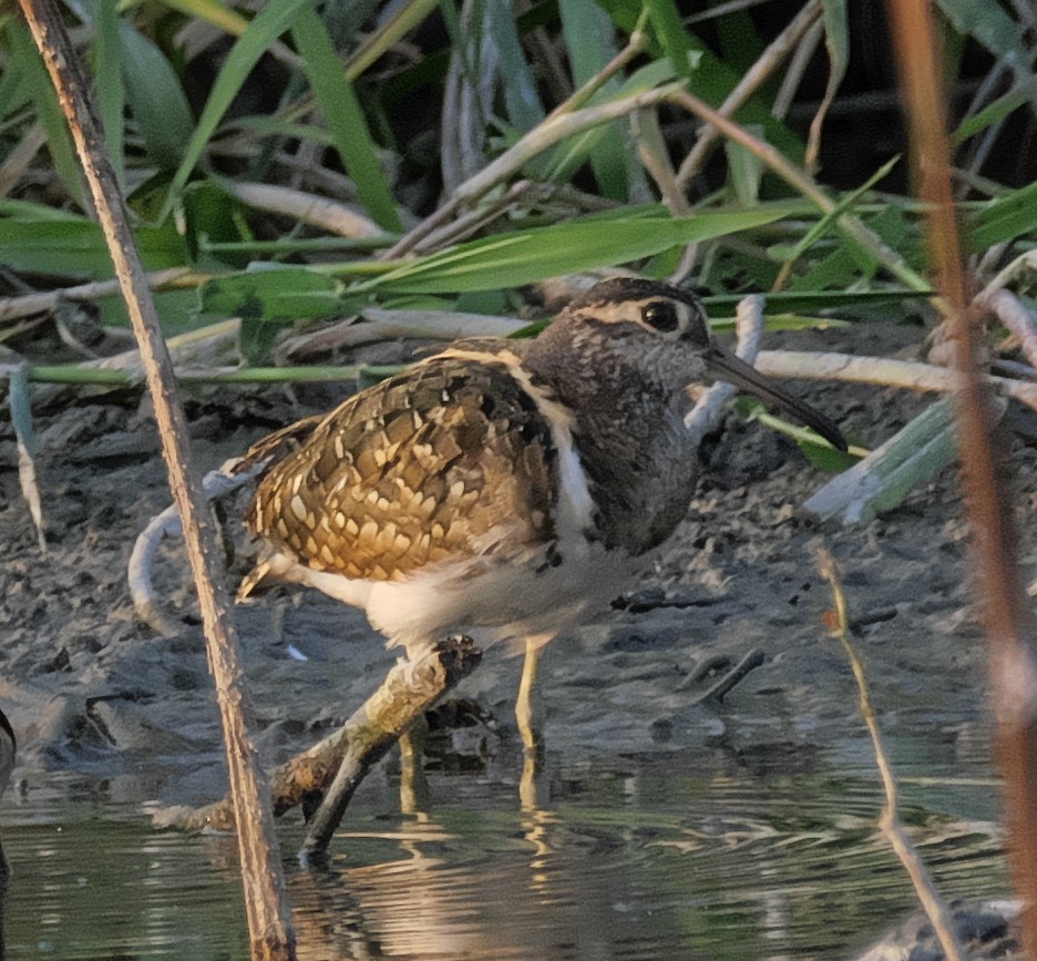 Greater Painted-Snipe - David Chang