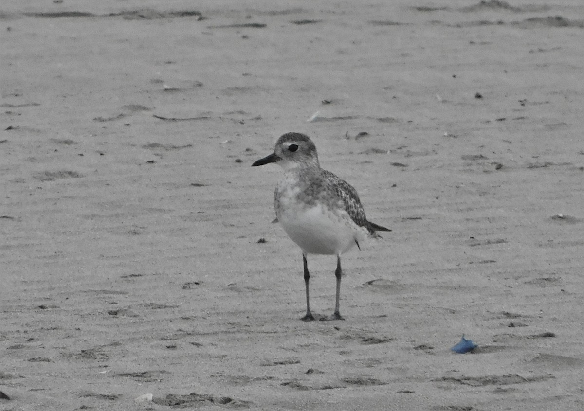 Black-bellied Plover - ML190614831