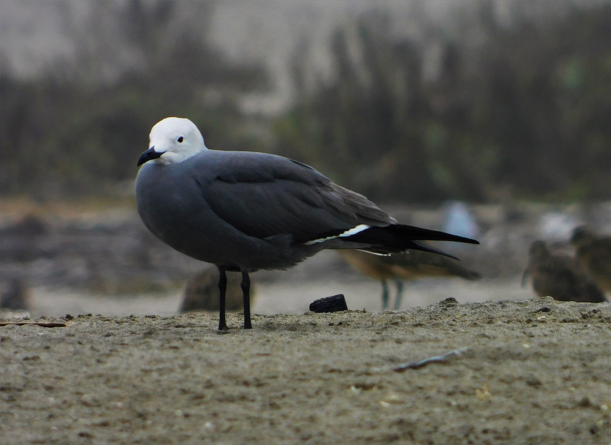 Gray Gull - ML190615081