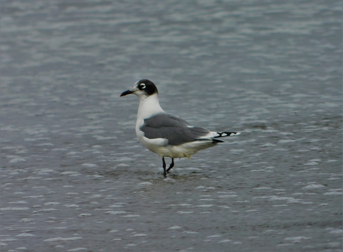 Franklin's Gull - ML190615131