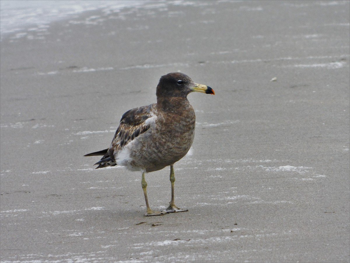 Belcher's Gull - ML190615241