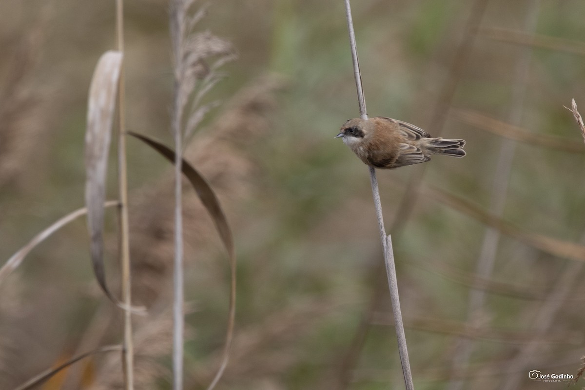 Rémiz penduline - ML190615371