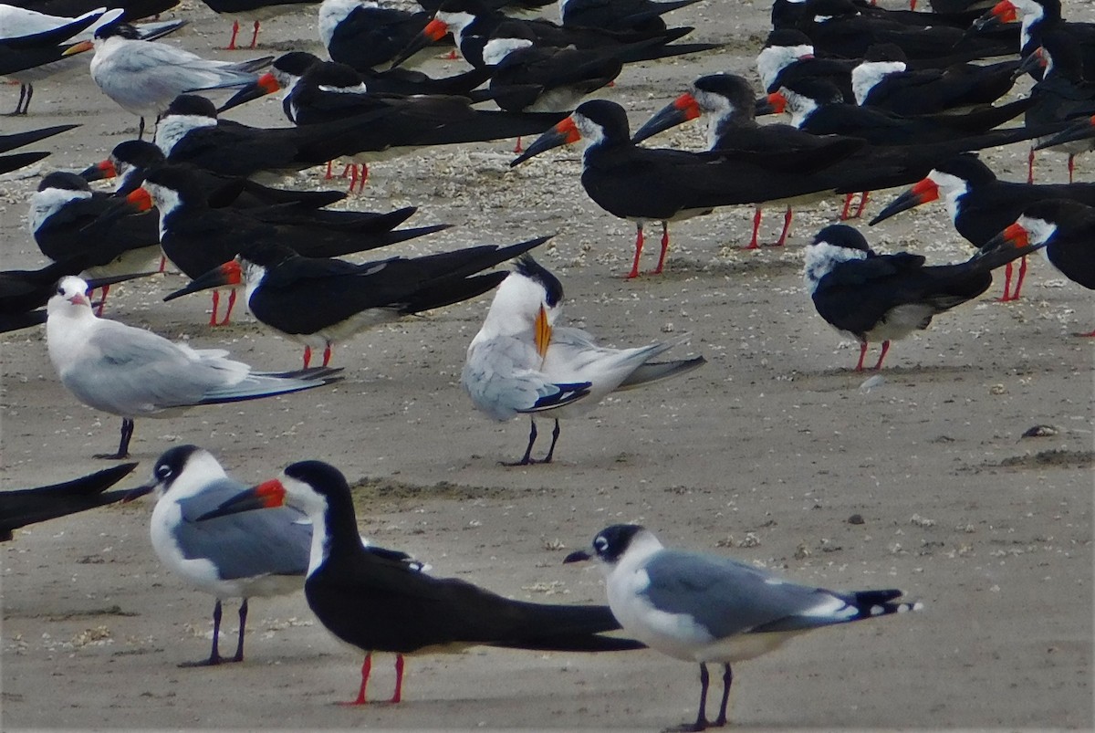 Elegant Tern - ML190615421