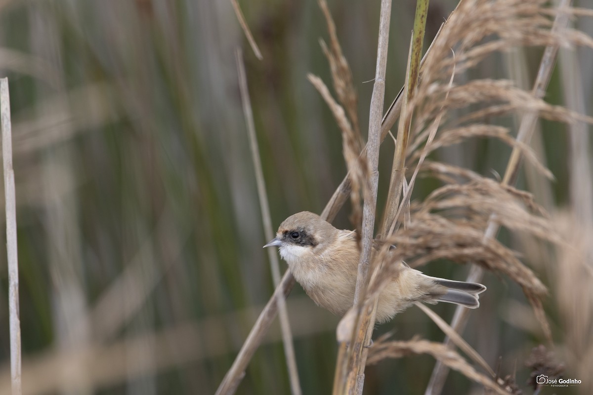 Eurasian Penduline-Tit - ML190615431