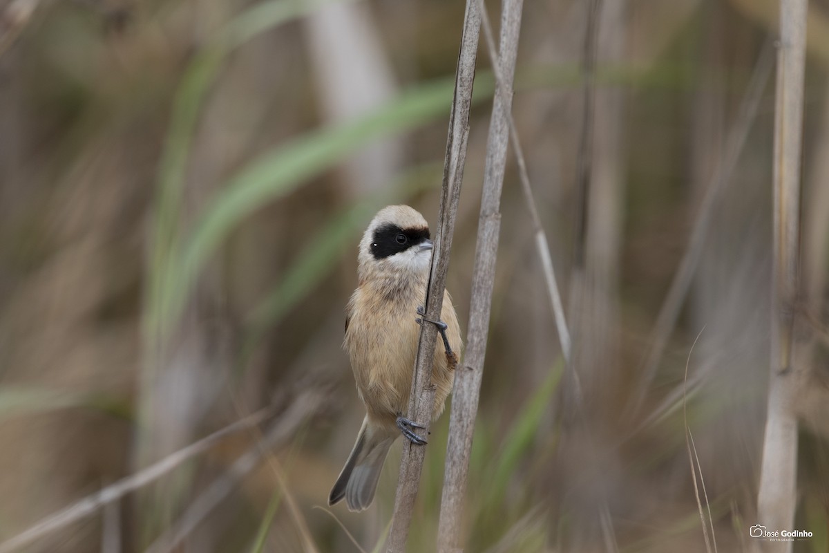 Pájaro Moscón Europeo - ML190615441