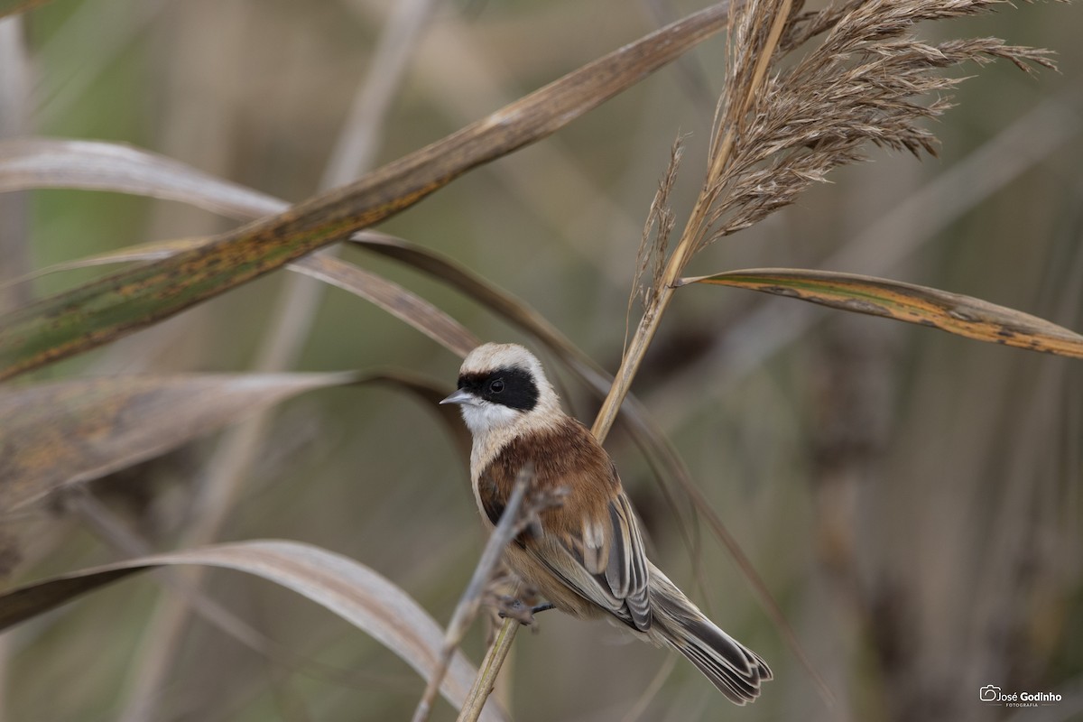 Eurasian Penduline-Tit - ML190615451