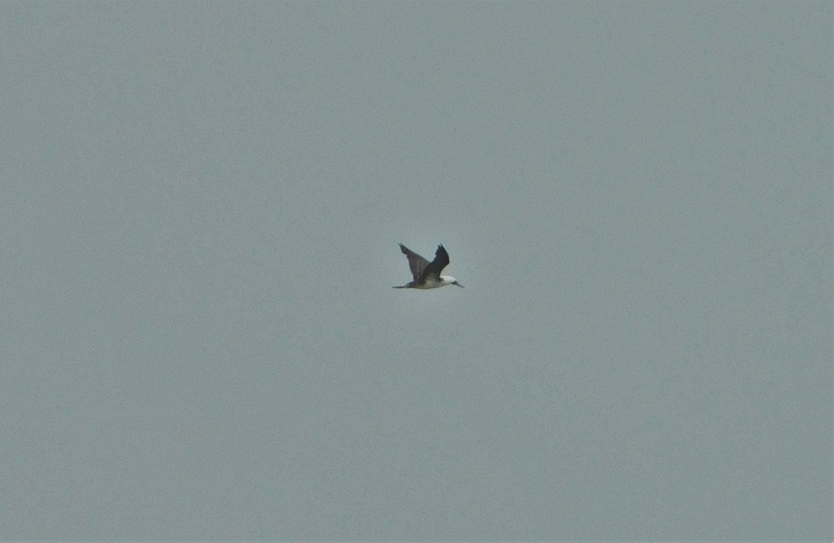 Peruvian Booby - ML190615481