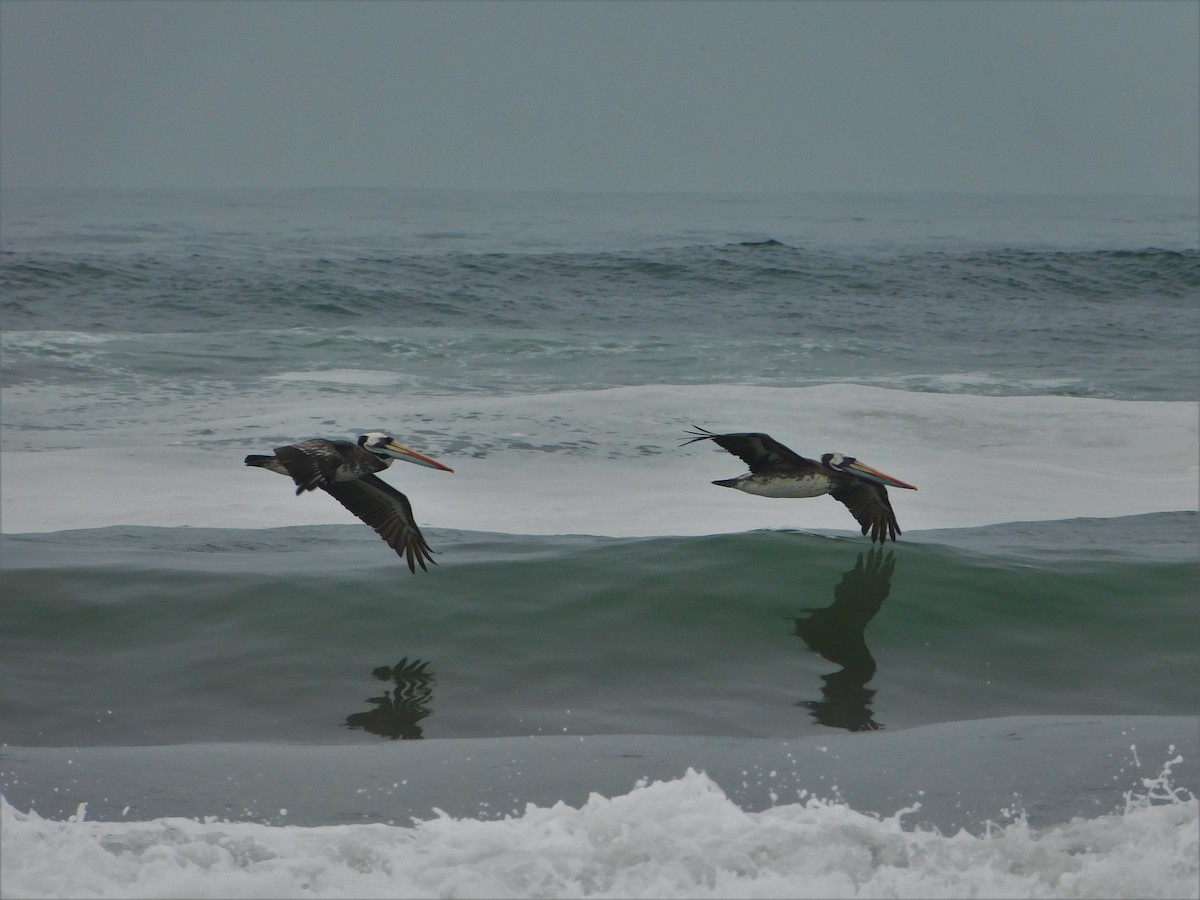 Peruvian Pelican - ML190615561