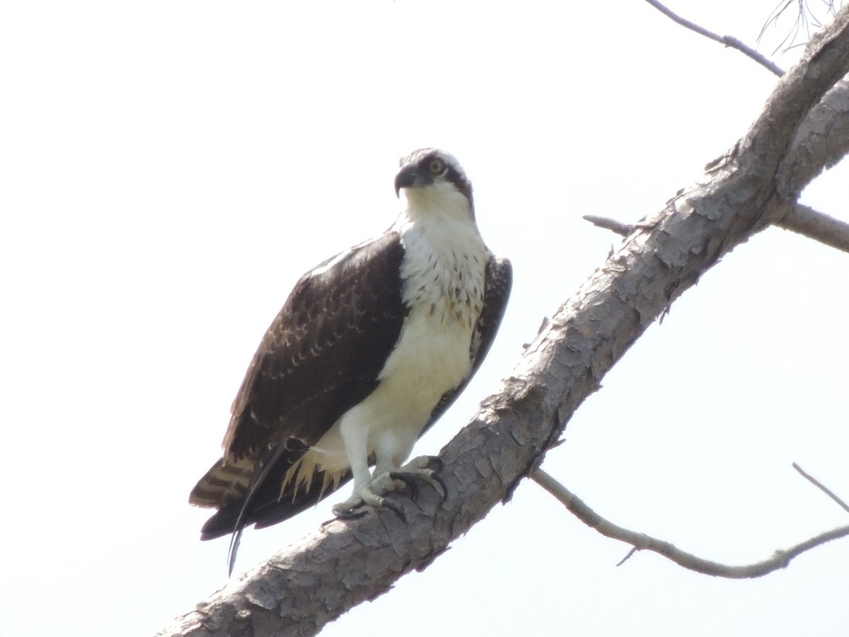 Osprey - Rhonda Weiss