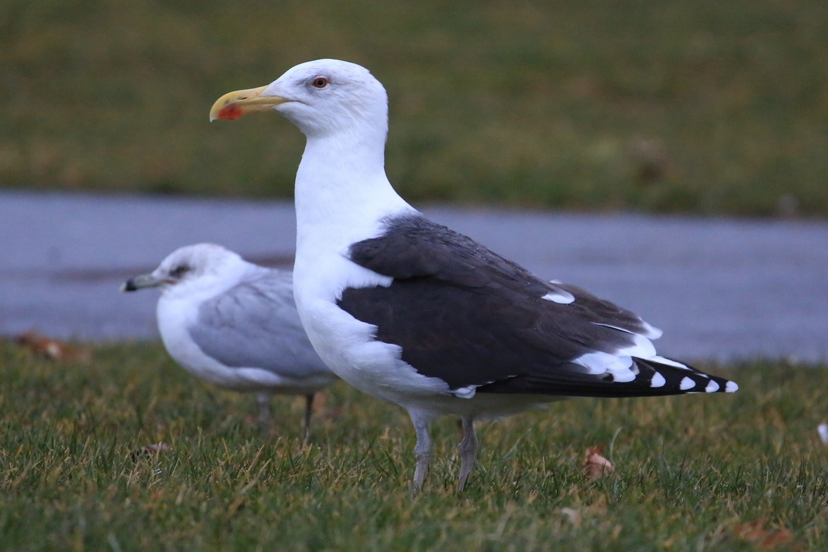 Great Black-backed Gull - ML190619401