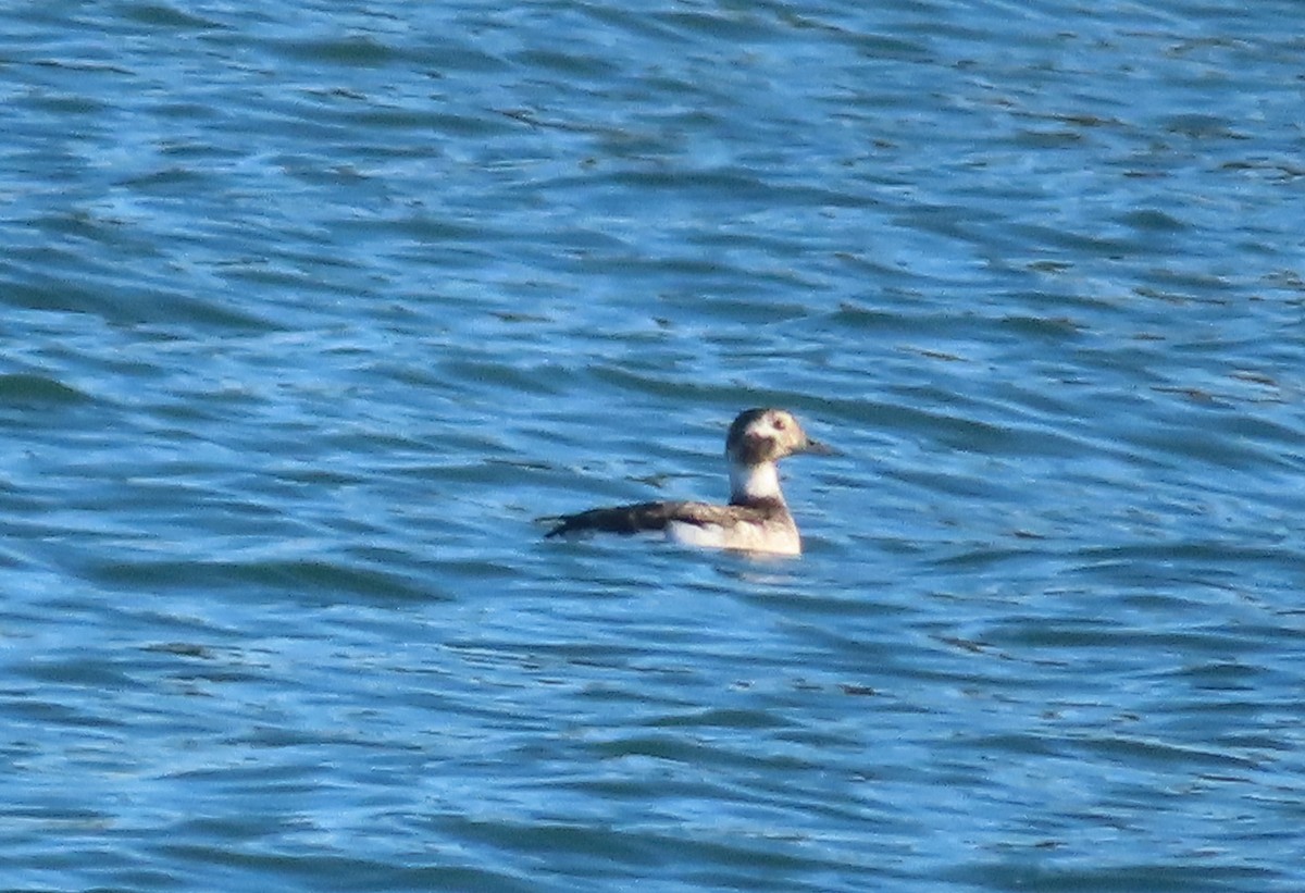 Long-tailed Duck - ML190620211