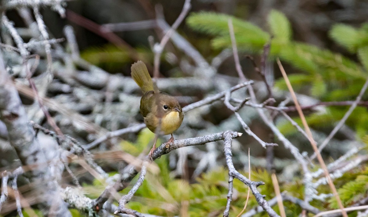 Common Yellowthroat - ML190622131