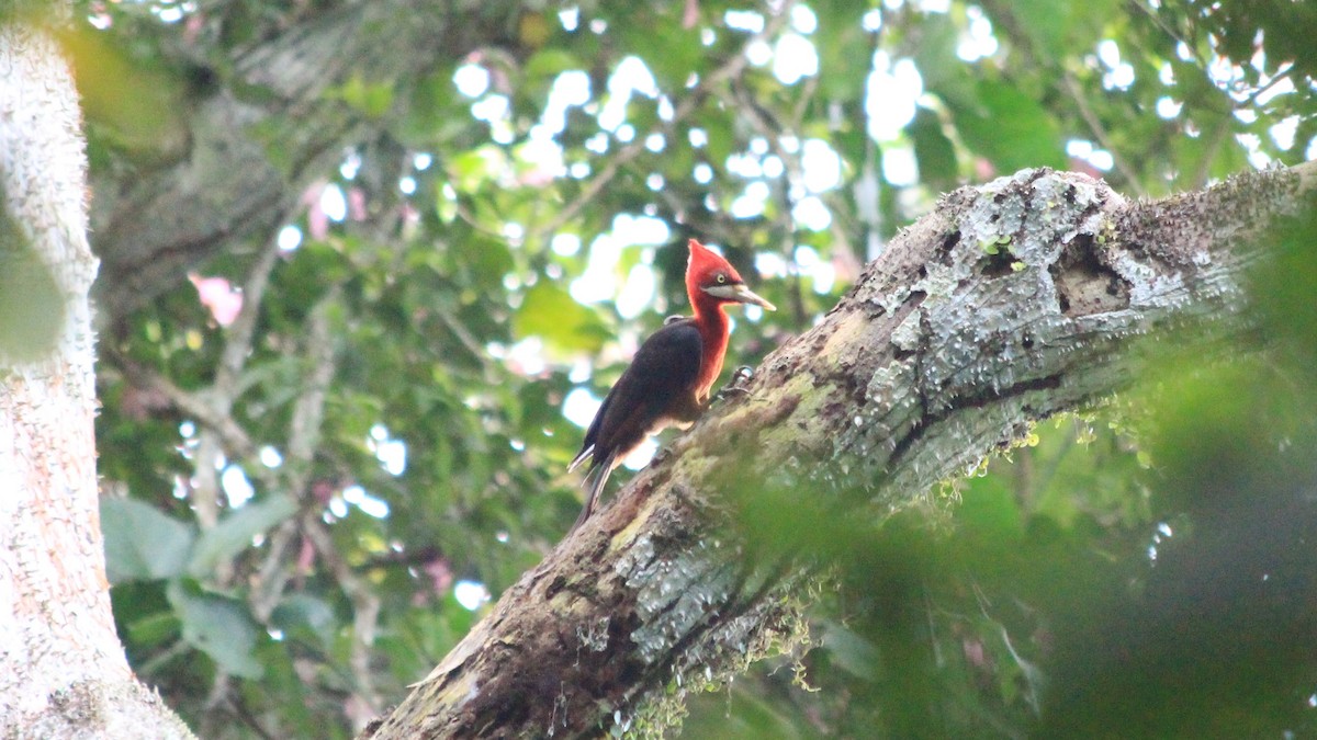 Red-necked Woodpecker - ML190623201
