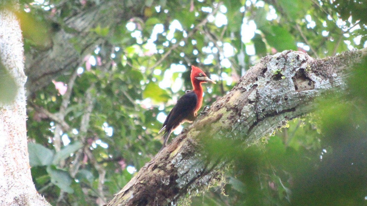 Red-necked Woodpecker - ML190623211