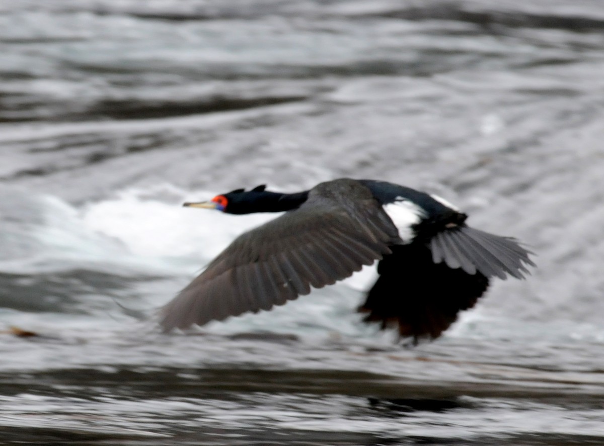 Red-faced Cormorant - ML190624041