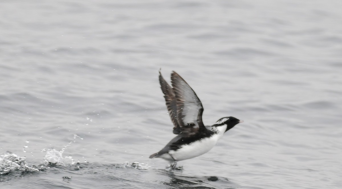 Ancient Murrelet - ML190624931