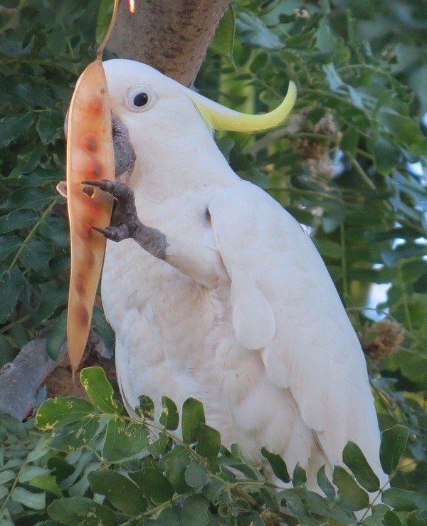 Sulphur-crested Cockatoo - ML190625921