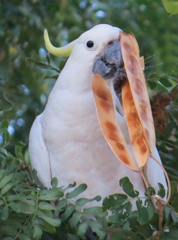 Sulphur-crested Cockatoo - George and Teresa Baker