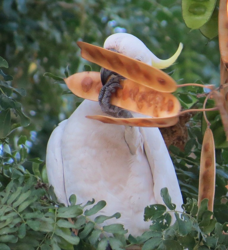 Sulphur-crested Cockatoo - ML190625941