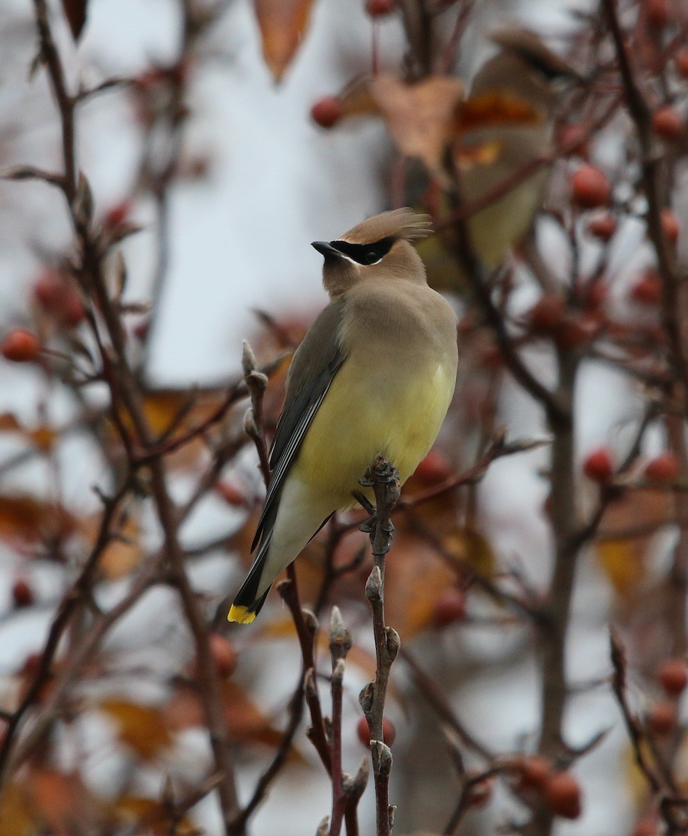 Cedar Waxwing - Lori White