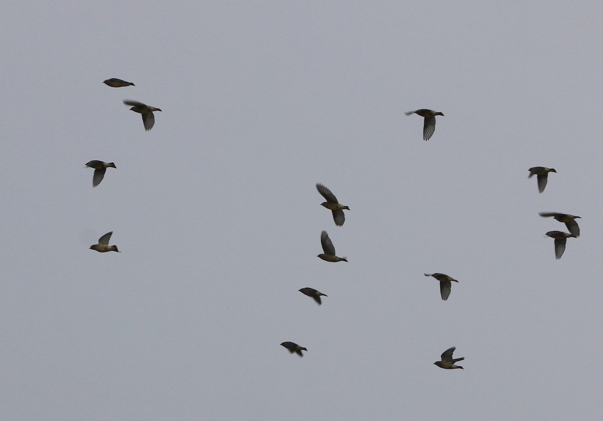 Cedar Waxwing - ML190627181