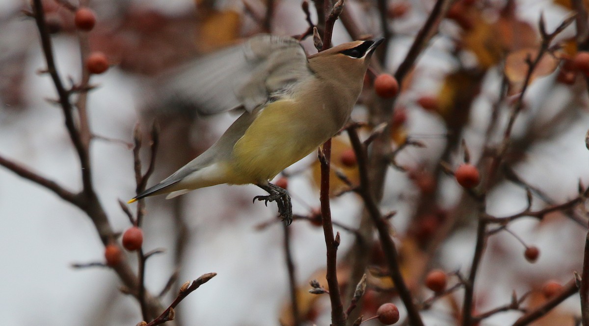 Cedar Waxwing - Lori White