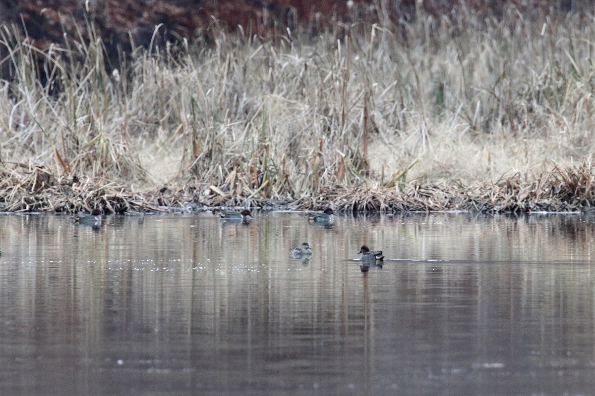 Green-winged Teal (American) - ML190627341