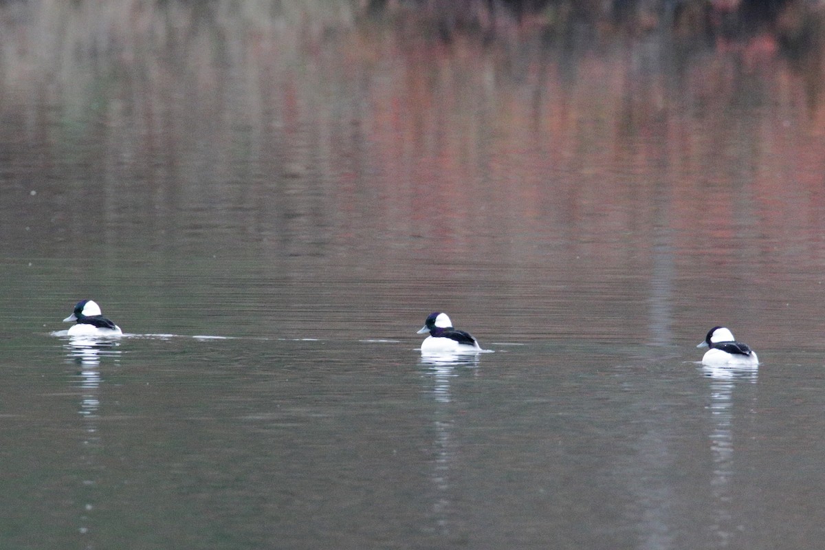 Bufflehead - ML190627351