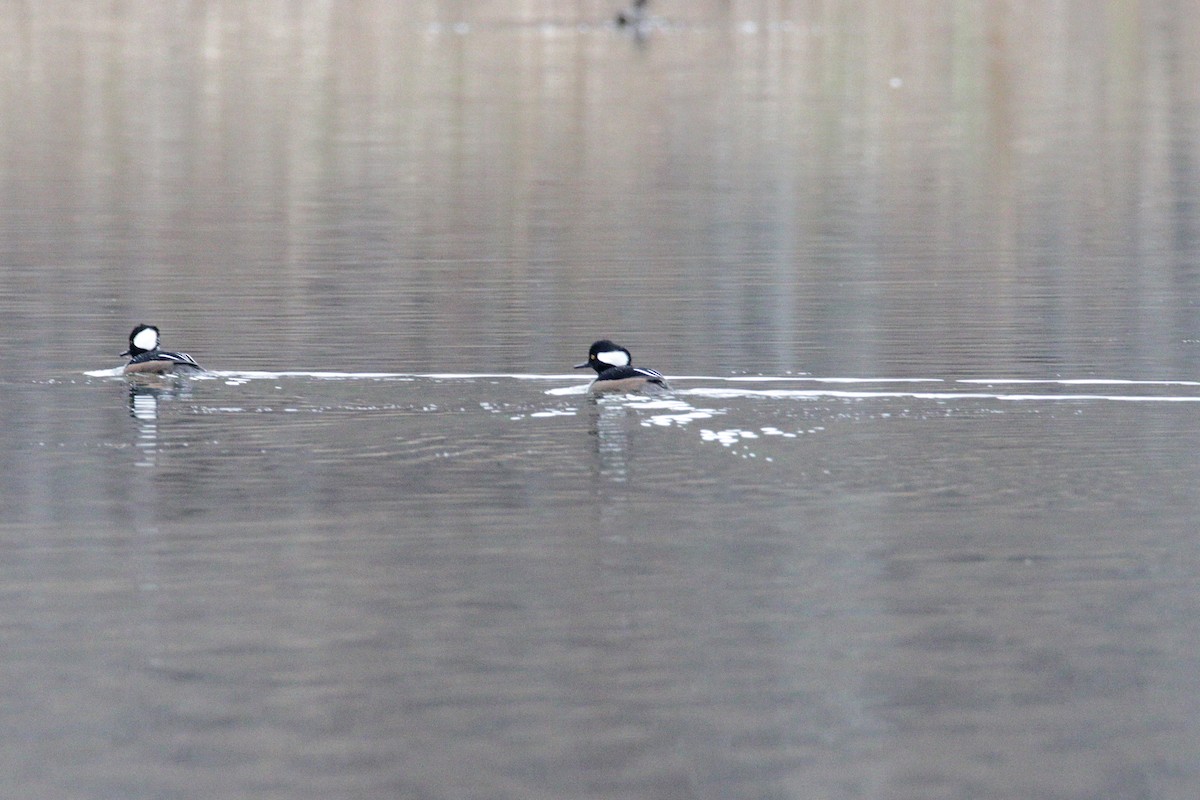 Hooded Merganser - ML190627361